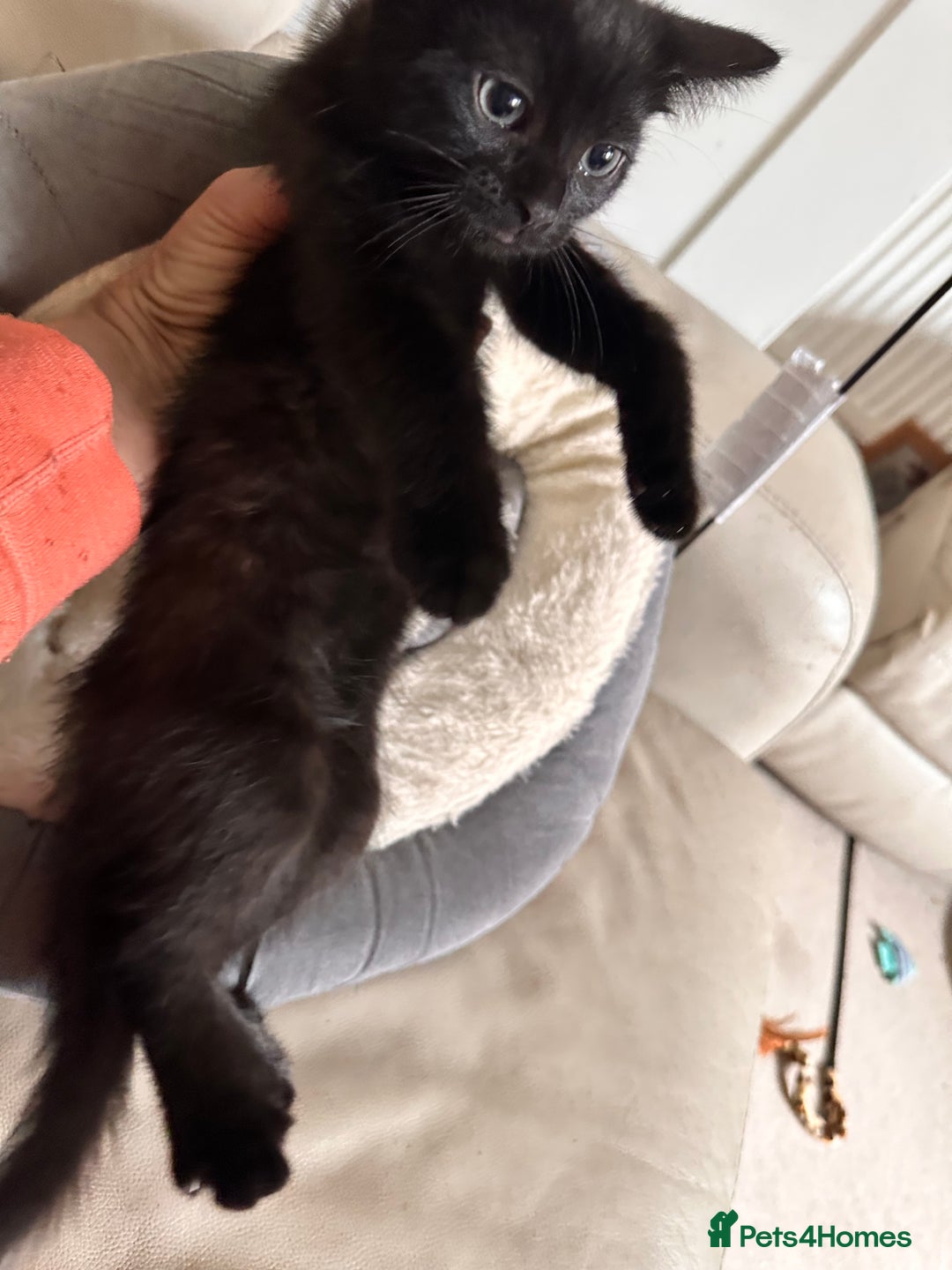 Mixed Breed cats for sale: Amiable bengal&tabby mix kittens: price reduced - Image 9