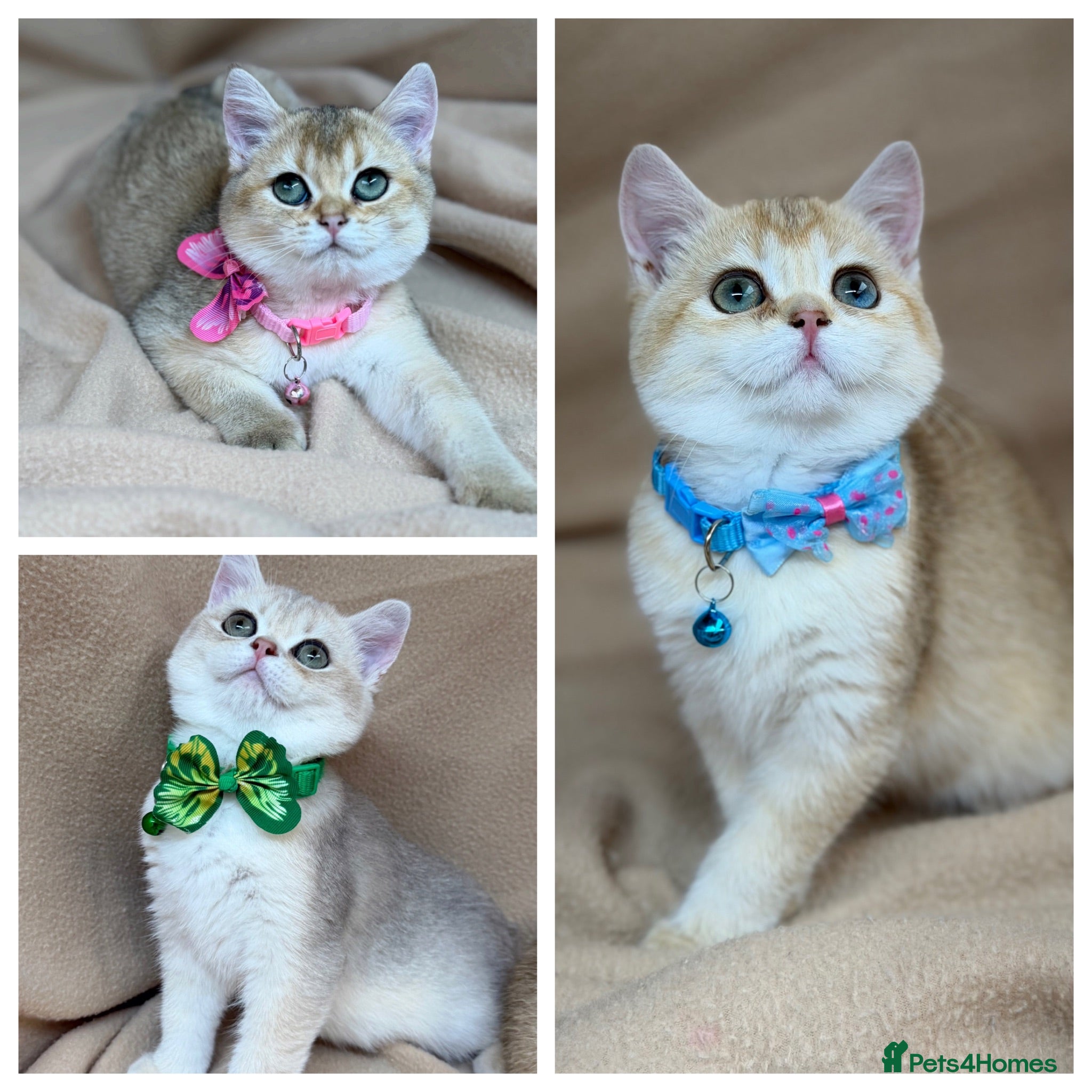 British Shorthair cats Unique British shorthair golden kittens GCCF - Advert 5