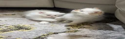 Persian cats for sale: Pure white Persian kitten in Reading - Advert 4