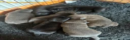 Staffordshire Bull Terrier dogs for sale: STAFFORDSHIRE BULL TERRIER BULLSCAFF PUPPIES - Advert 3