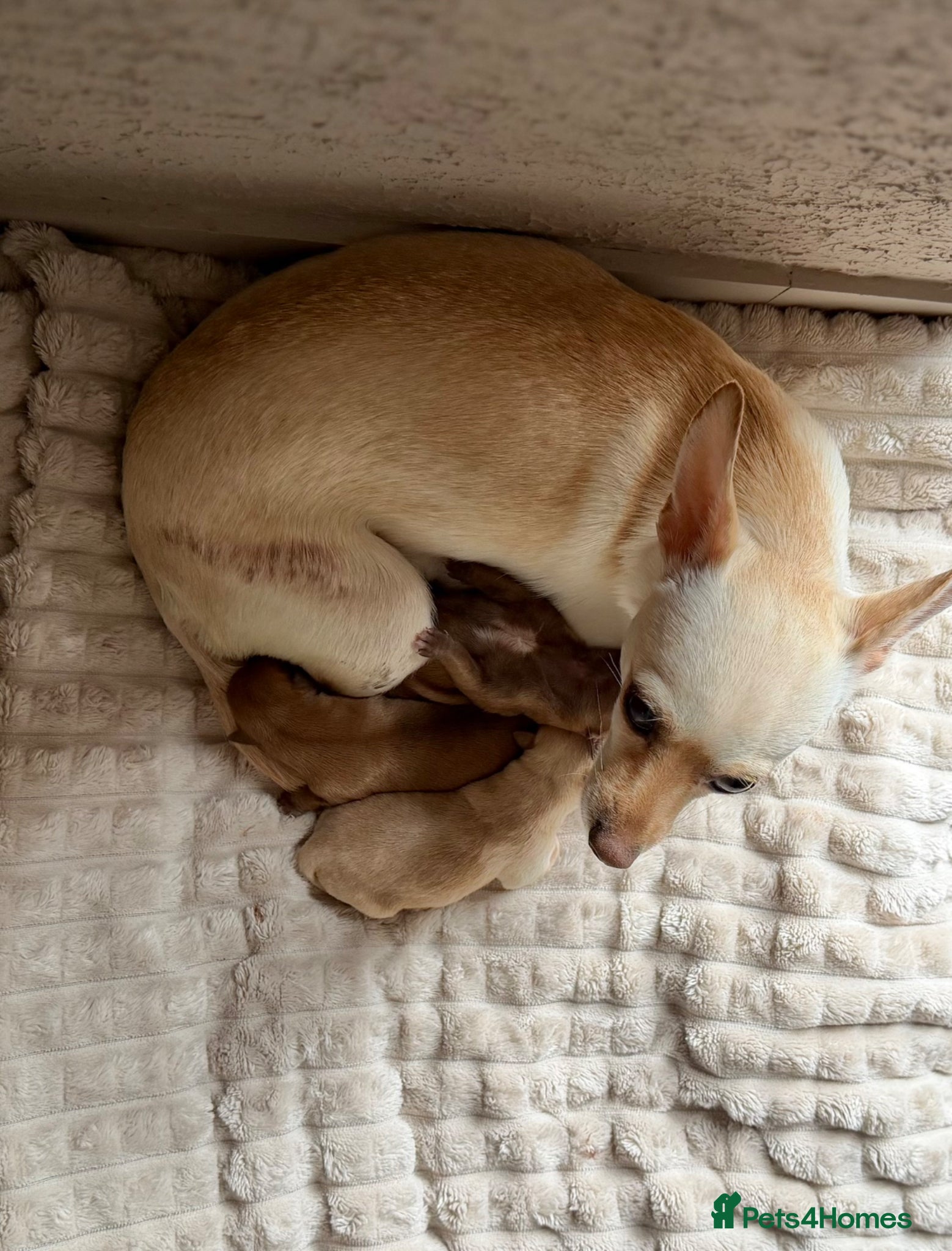 Chihuahua dogs for sale: Three Chihuahua Pup Girls  in Telford - Advert 4