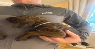 Mixed Breed dogs Cane corso x doberman - Advert 11