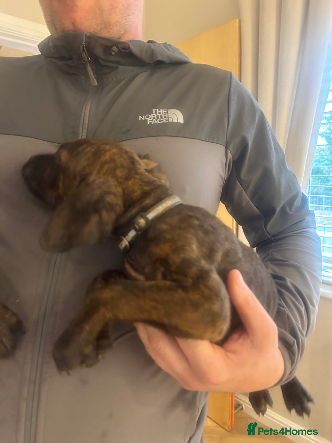 Mixed Breed dogs for sale: Cane corso x doberman - Image 3