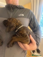 Mixed Breed dogs Cane corso x doberman - Advert 13