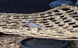 Bearded Dragon reptiles for sale: Baby bearded dragons - Image 13
