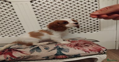 Cavalier King Charles Spaniel dogs - Advert 15