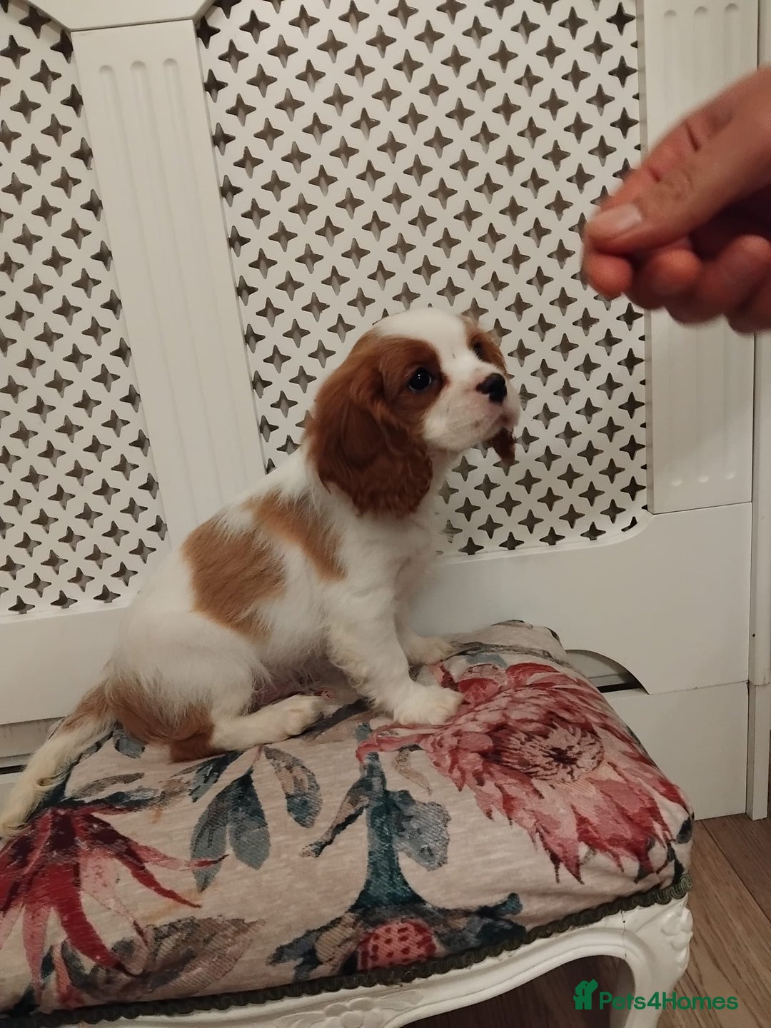 Cavalier King Charles Spaniel dogs for sale: 2beautiful king charles boys  - Image 13