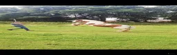 Irish Cob horses for sale: Foxy ride and drive cobs  in Norwich - Advert 12