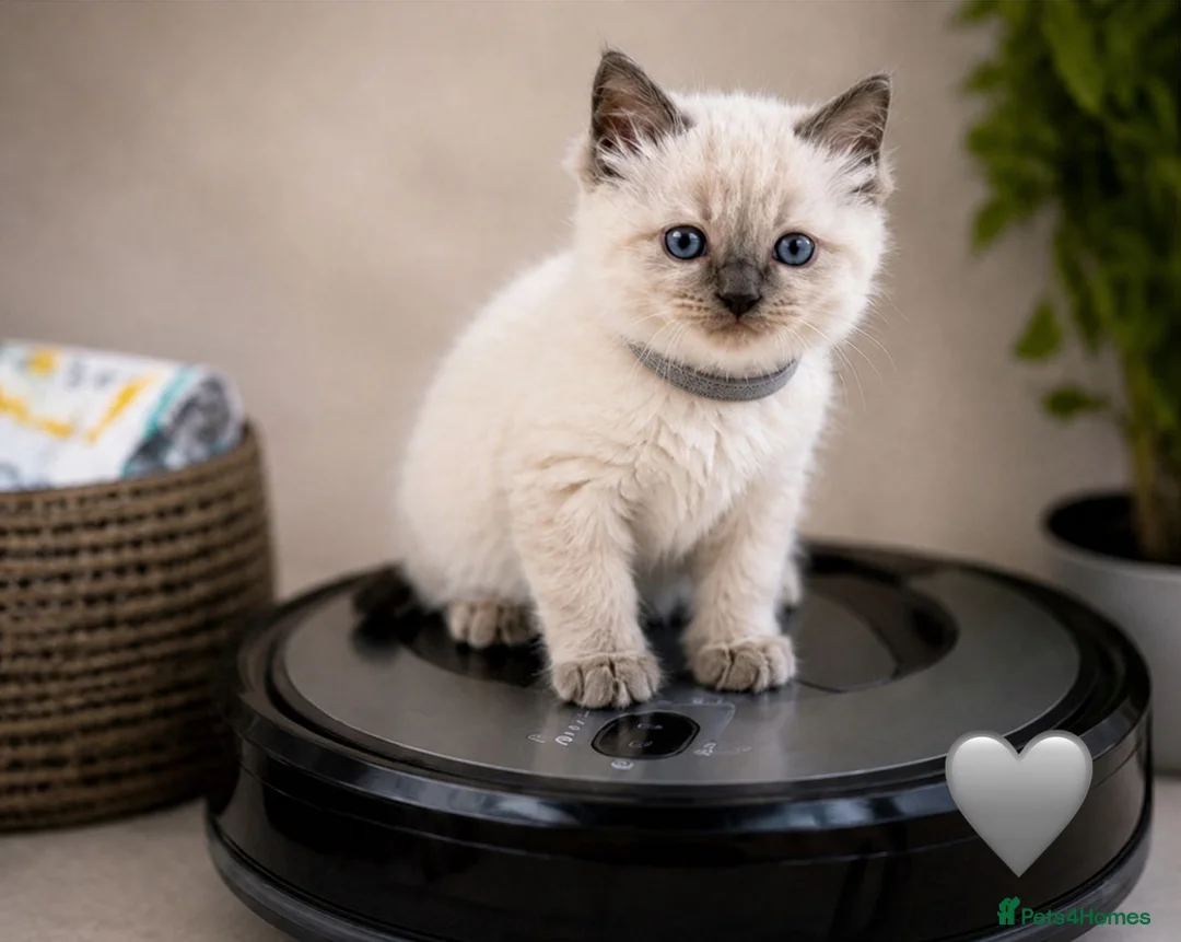 Ragdoll cats for sale: ✨ Beautiful Ragdoll Kittens – Ready Soon ✨ in Chelmsford - Advert 1