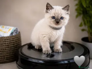 Ragdoll cats ✨ Beautiful Ragdoll Kittens ✨ - Advert 1