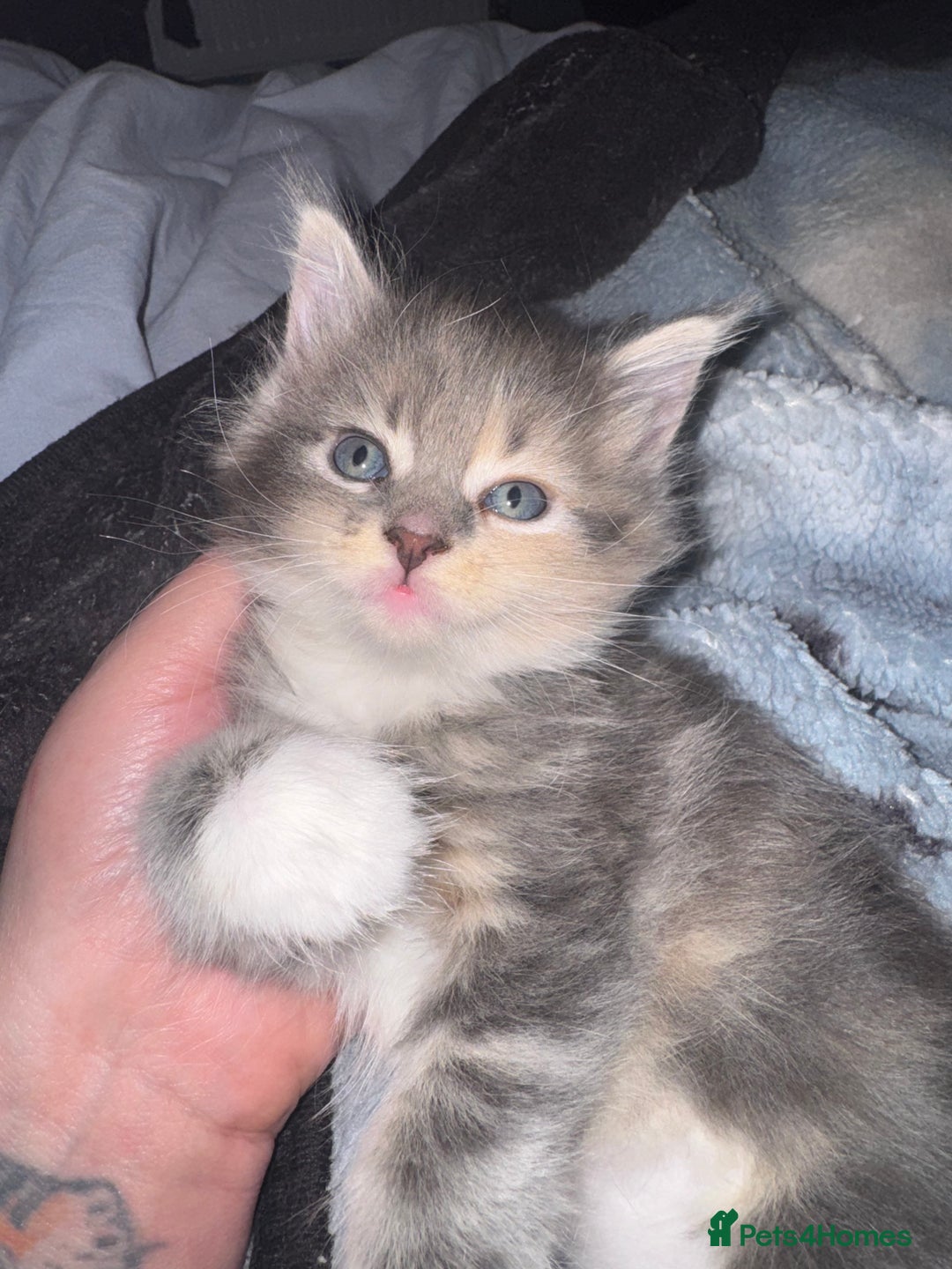 Maine Coon cats for sale: Mainecoons x ragdoll - Image 6