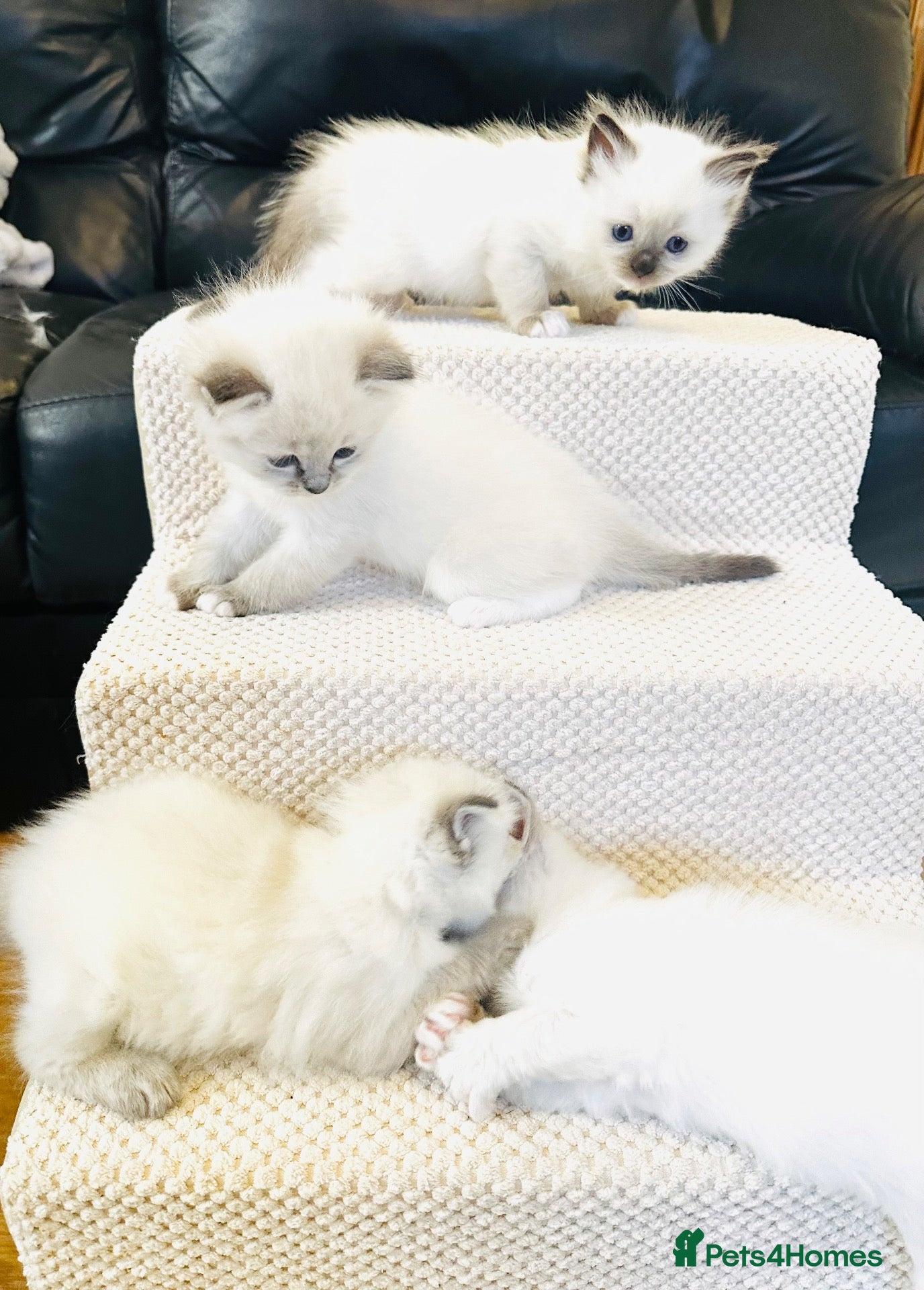 Ragdoll cats GCCF Registered Ragdolls - Advert 2