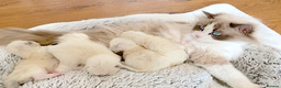 Ragdoll cats for sale: INDOOR FULL PEDIGREE RAGDOLL KITTENS - Advert 37