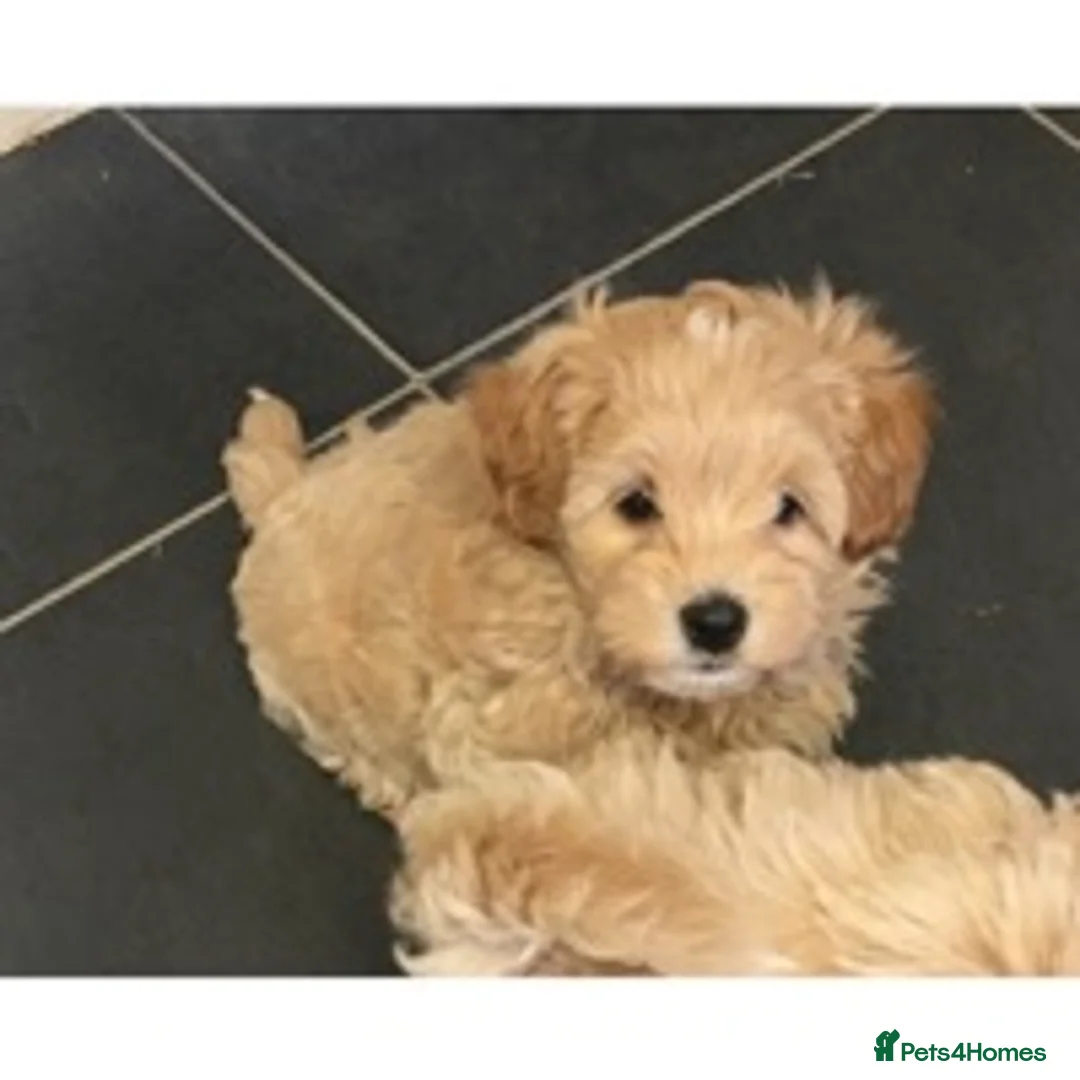 Toy Poodle dogs for stud: Stunning Maltese at STUD in Coventry - Advert 13