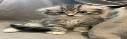 Mixed Breed cats for sale: Scottish fold / straight kittens  - Advert 6