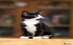 Maine Coon cats for sale: Beautiful Maine Coon X Kittens - Image 17