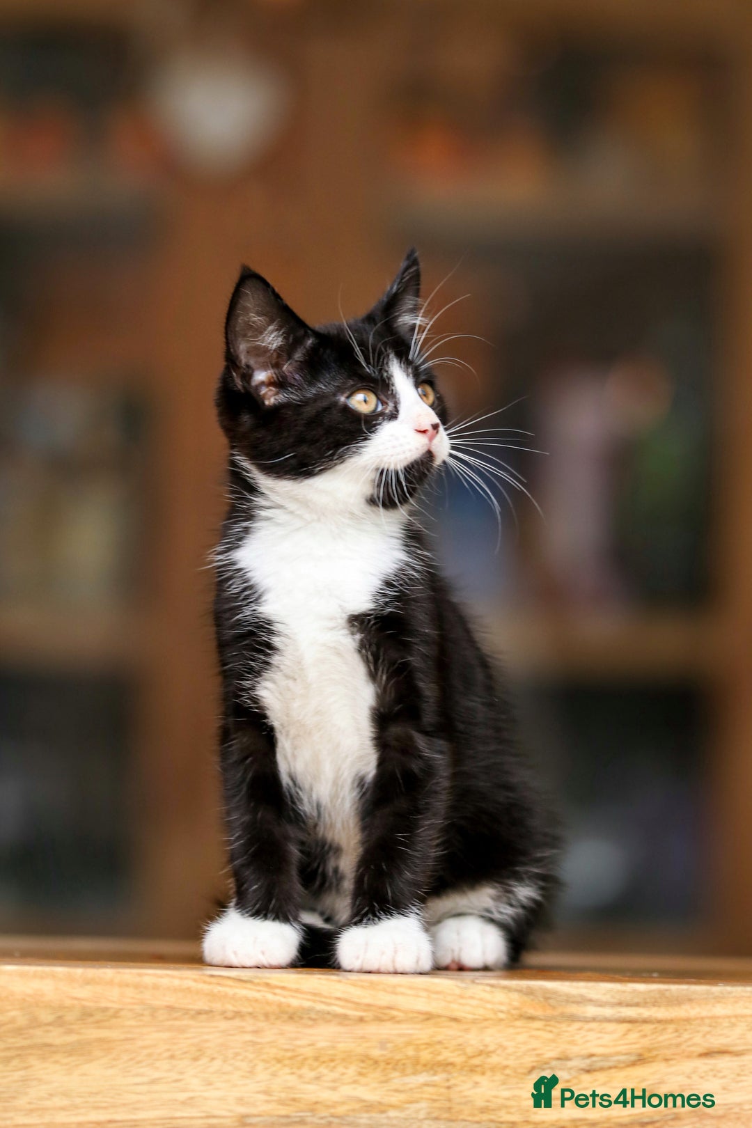 Maine Coon cats for sale: Beautiful Maine Coon X Kittens - Image 17