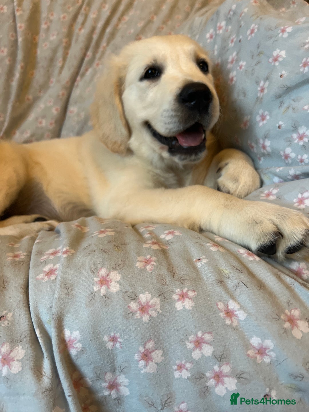 Golden Retriever dogs for sale: Last girl remaining  in Doncaster - Image 25