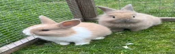 Mini Lop rabbits for sale: Beautiful baby bunny’s  - Advert 5