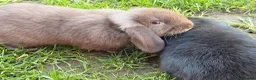 Mini Lop rabbits for sale: 4 mini lop rabbits for a good home  in Leeds - Advert 6