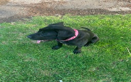Mixed Breed dogs for sale: Mercy  - Image 2