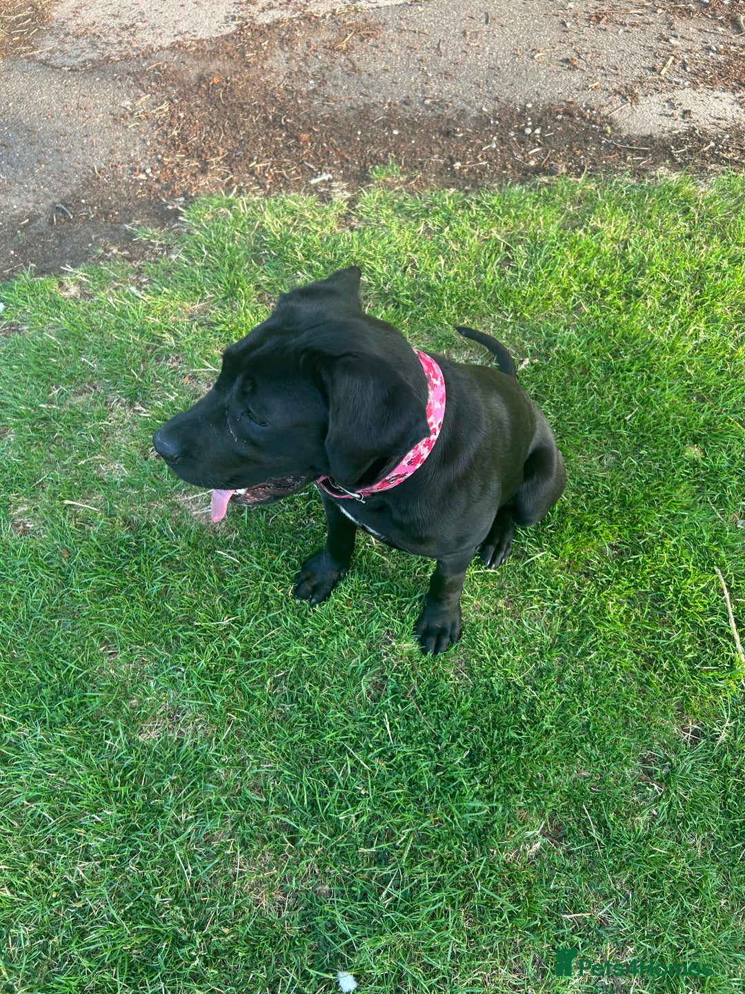 Mixed Breed dogs for sale: Mercy  - Image 2