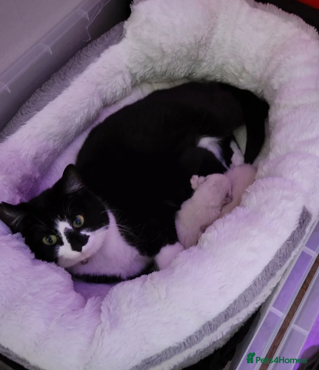 Mixed Breed cats for sale: 3 beautiful mixed breed kittens  - Advert 21
