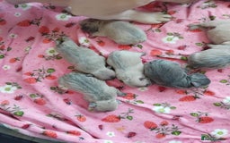 French Bulldog dogs for sale: beautiful chunky French bulldog puppies  - Image 3