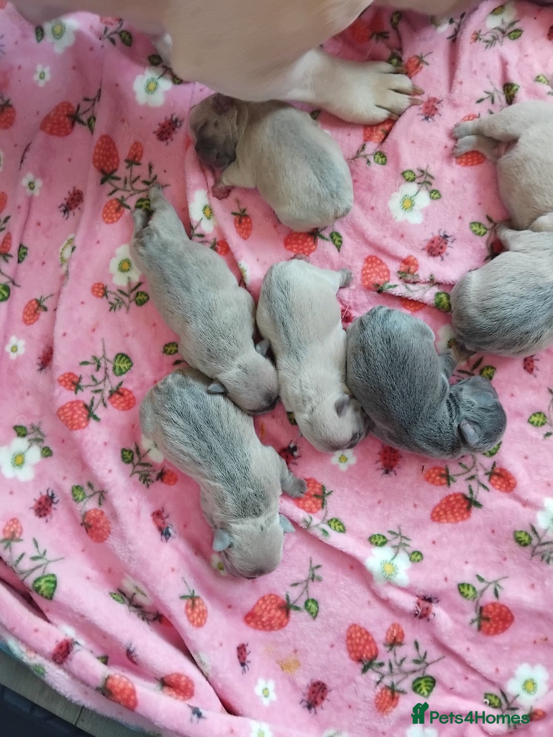 French Bulldog dogs for sale: beautiful chunky French bulldog puppies  - Image 3