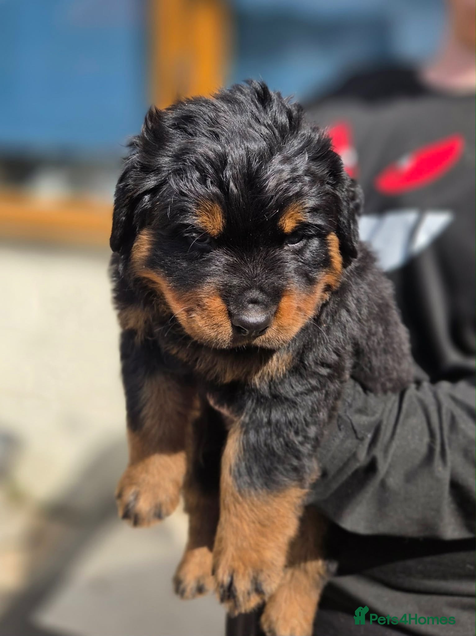Rottweiler dogs Long haired Rottweiler  - Advert 4