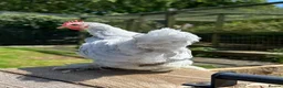 Chickens poultry for sale: Pekin bantam  in Launceston - Advert 2