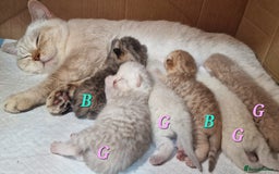 British Shorthair cats for sale: GOLDEN TABBY & COLOURPOINT BSH KITTENS - Image 8