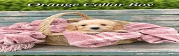 Goldendoodle dogs for sale: Miniature Golden Doodles - Merle, Red & Black  - Advert 15