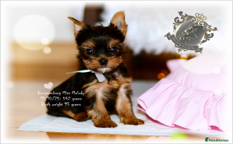 Yorkshire Terrier dogs - Advert 11