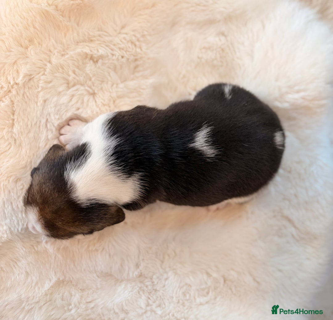 Beagle dogs for sale: ** STUNNING KC 5 GEN TRI COLOUR BEAGLEPUPS ** - Image 7