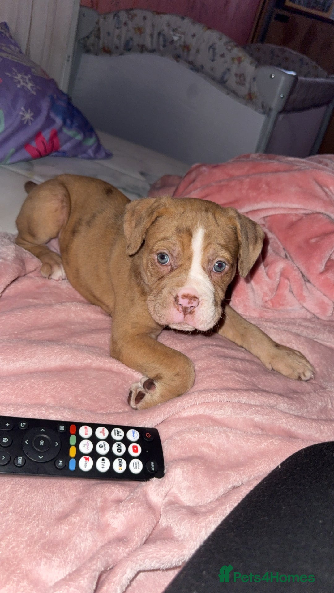 Olde English Bulldogge dogs for sale: Effie  - Advert 12