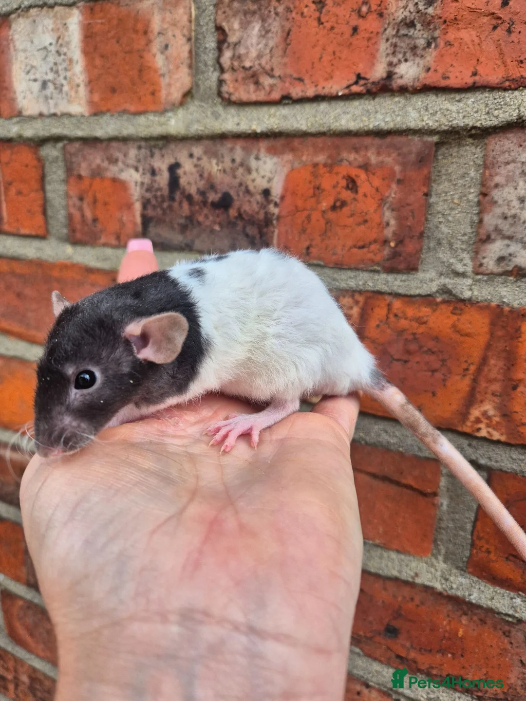 Rat rodents for sale: Various dumbo rats  - Advert 1