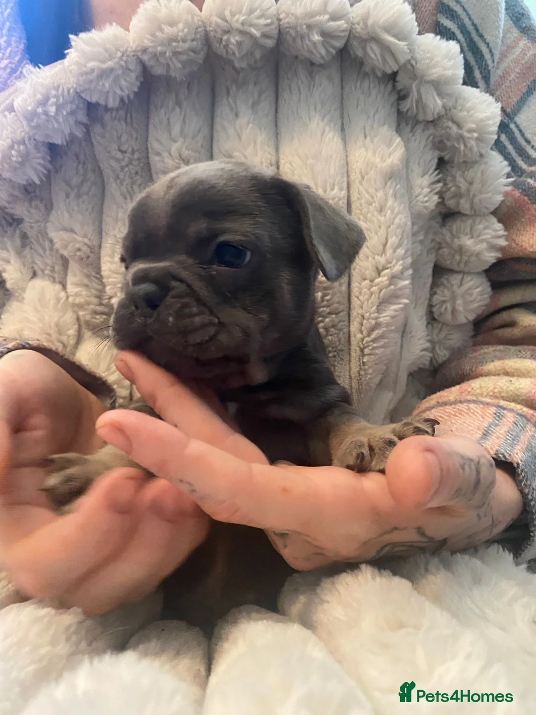 French Bulldog dogs for sale: Chucky laid back beautiful frenchies in Rochdale - Advert 4