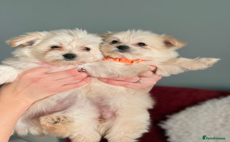 Maltese dogs Maltese x Pomeranian  - Advert 9