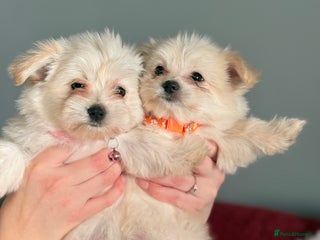 Maltese dogs Maltese x Pomeranian - Advert 1
