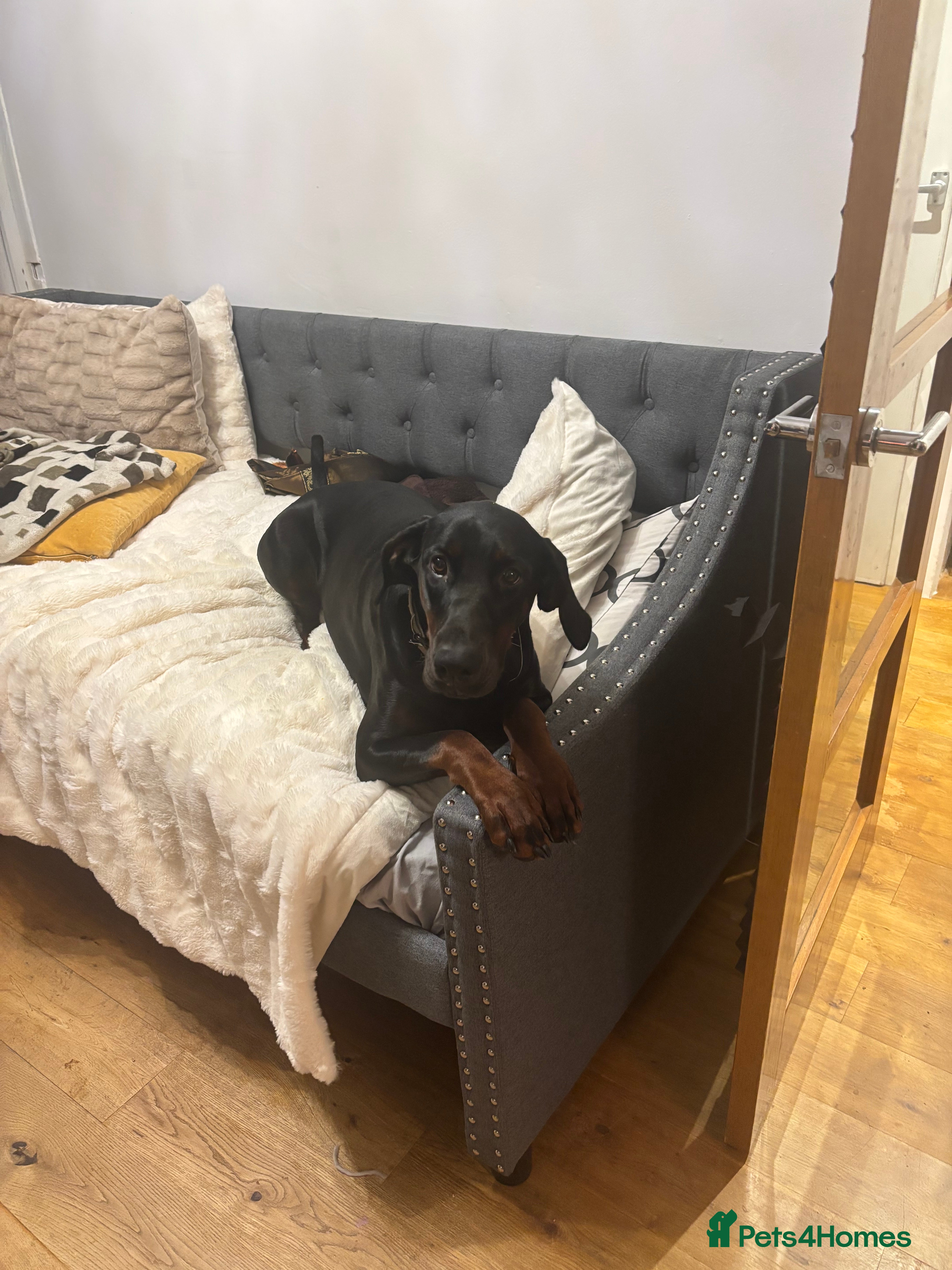 Dobermann dogs Free 11month old Doberman female - Advert 1