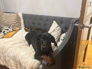 Dobermann dogs Free 11month old Doberman female - Advert 1