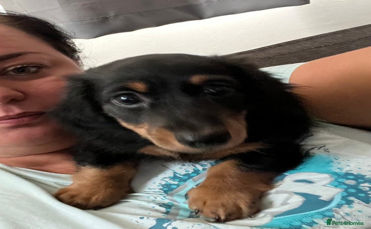 Miniature Dachshund dogs - Advert 16