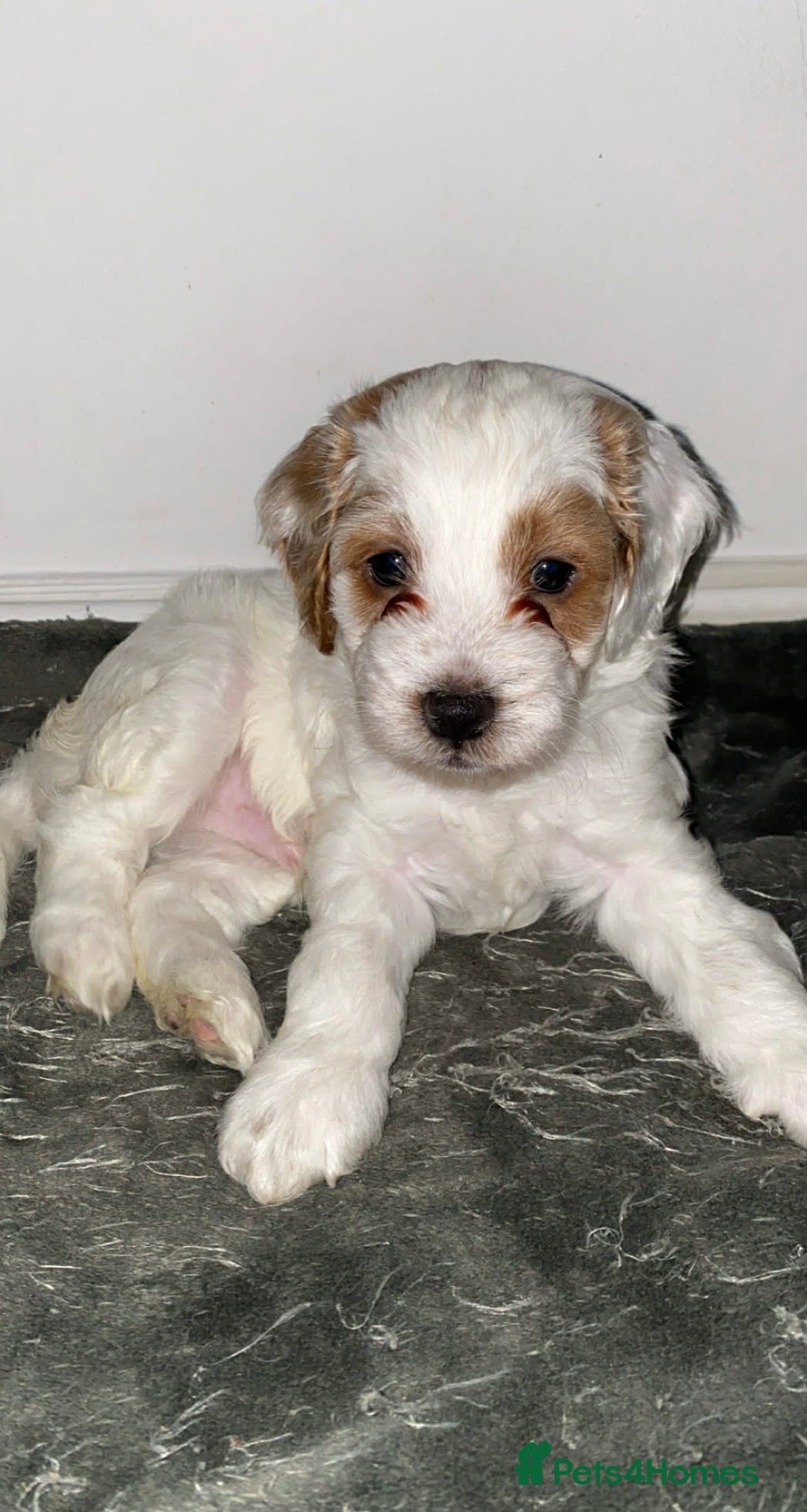 Cockapoo dogs Gorgeous Cockapoos - Advert 17