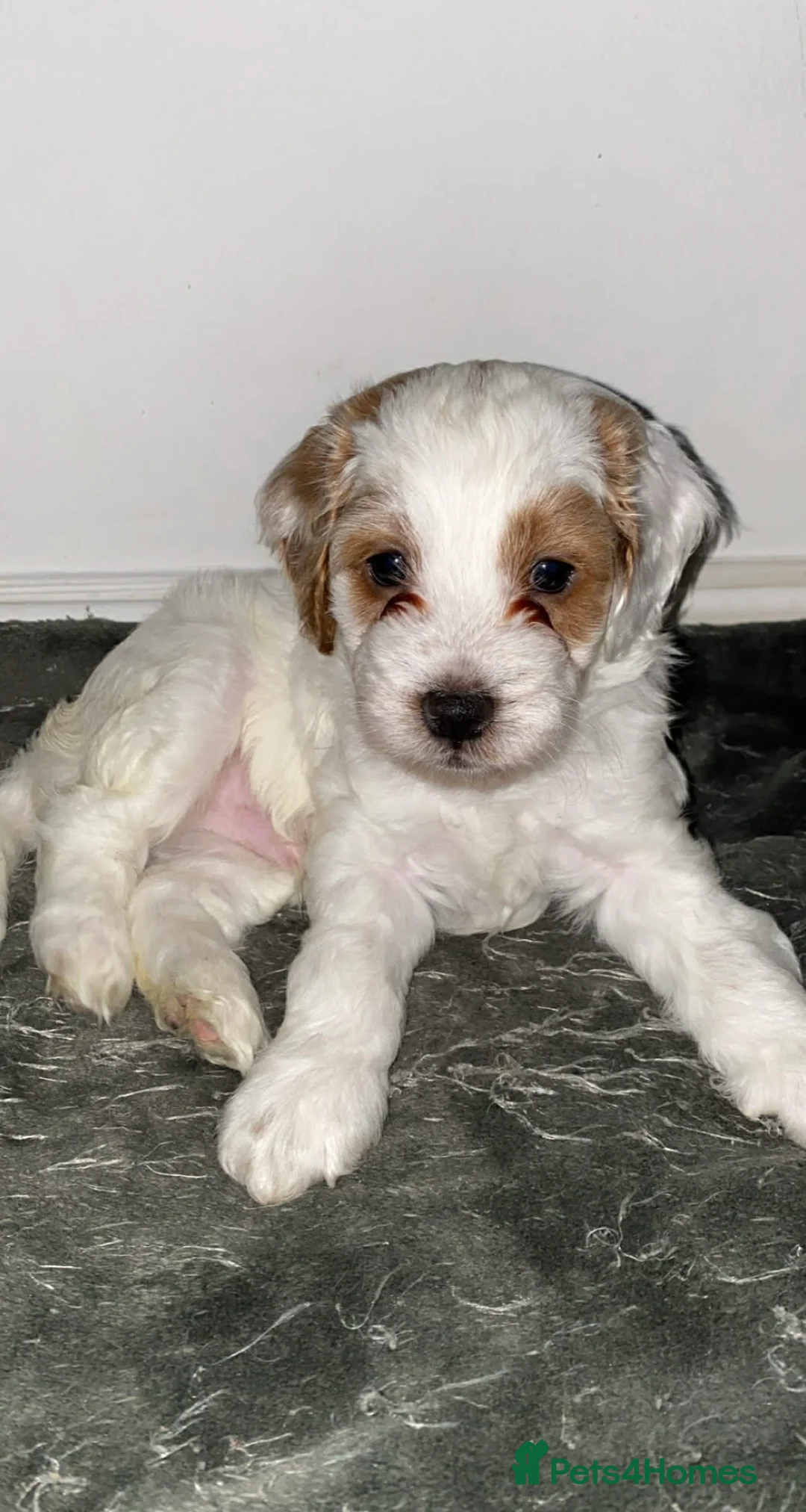 Cockapoo dogs for sale: Gorgeous Cockapoos - Advert 2