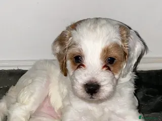 Cockapoo dogs Gorgeous Cockapoos - Advert 17