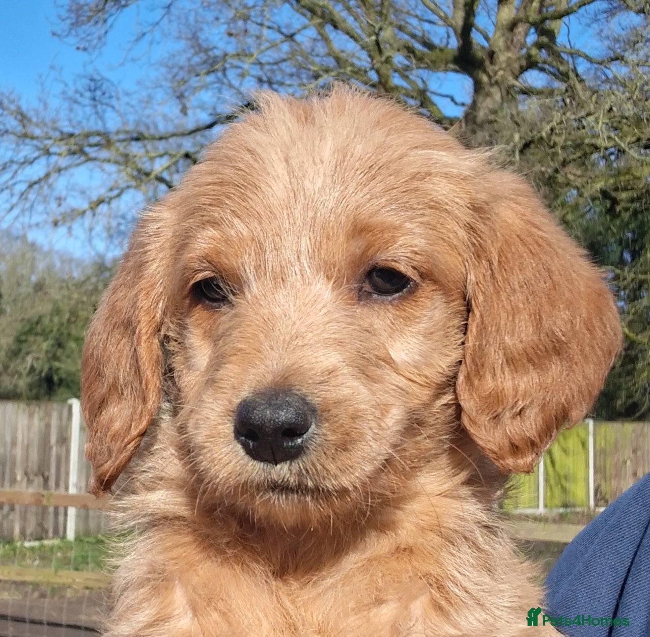 Labradoodle dogs Miniature Labradoodle Puppies - Advert 2