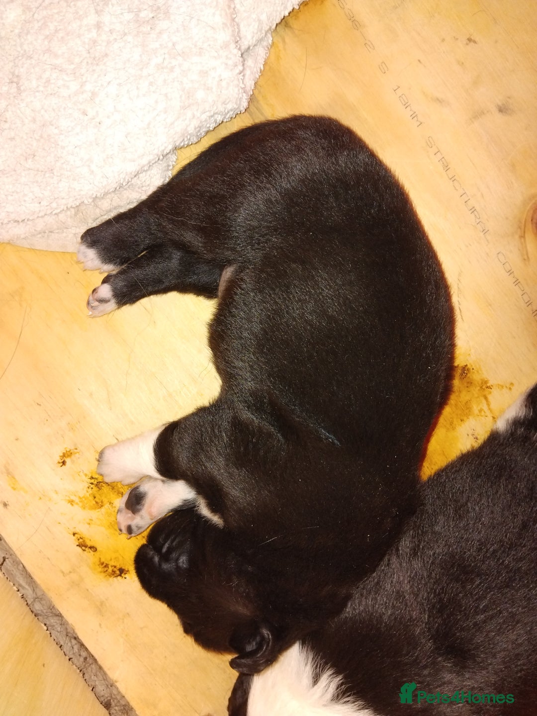 Border Collie dogs for sale: Border Collie 3/4 Kelpie 1/4 puppies - Image 16