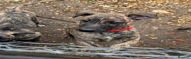 Lurcher 2