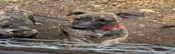 Lurcher dogs for sale: Stunning Brindle Lurcher Puppies  - Advert 11